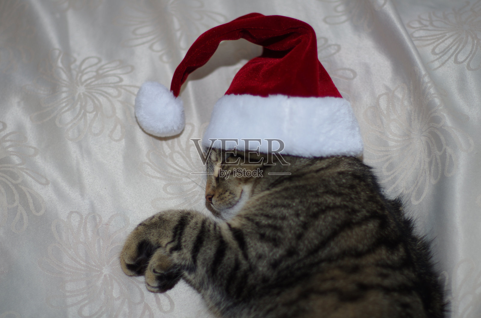 圣诞猫侧视图照片摄影图片