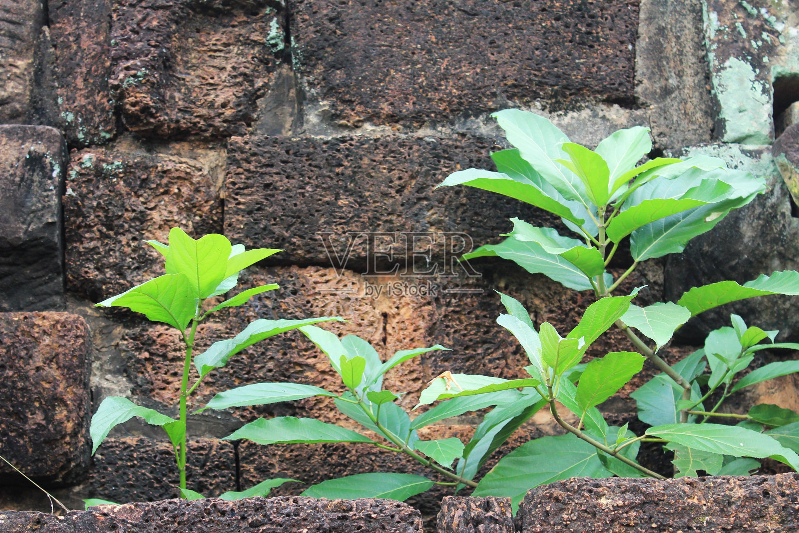 柬埔寨班迭斯瑞废墟中的绿色植物照片摄影图片