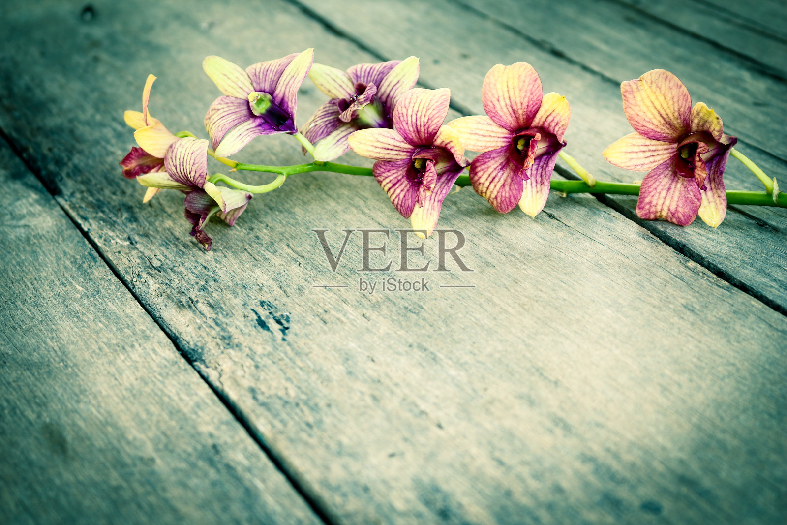 兰花的。照片摄影图片