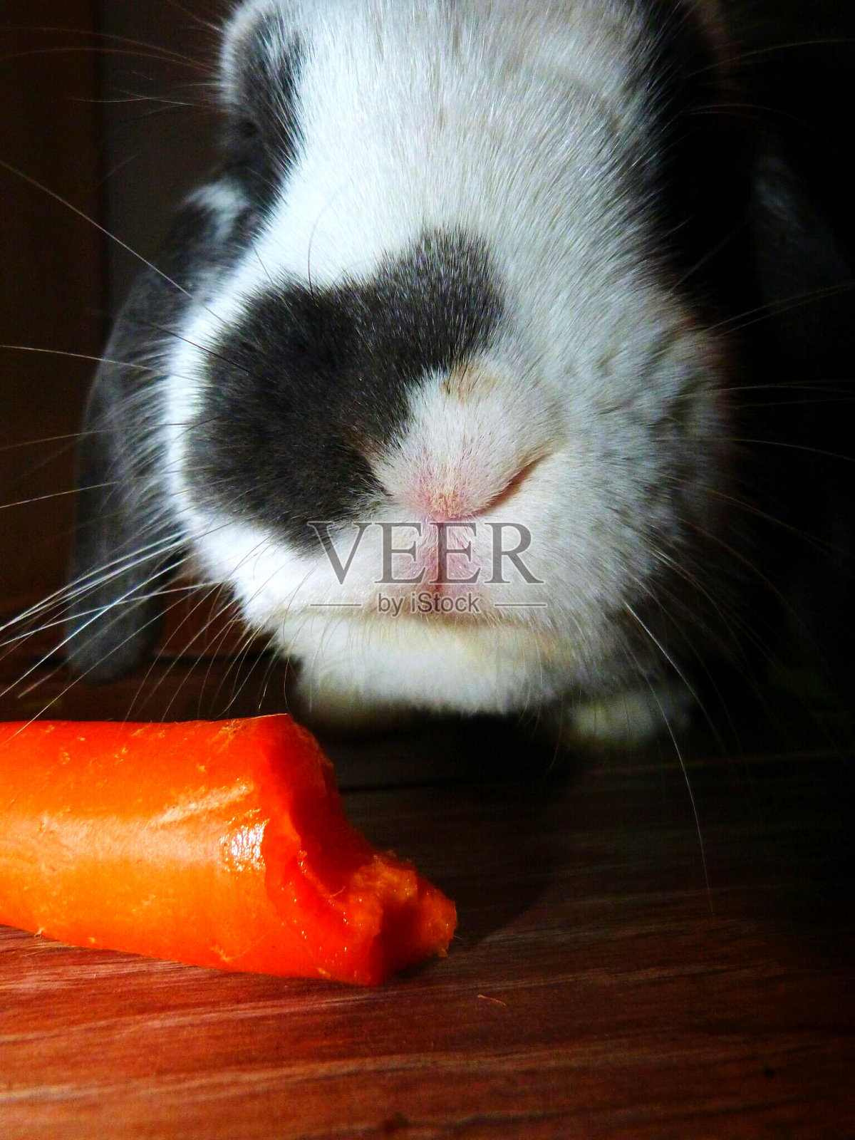 杏照片摄影图片