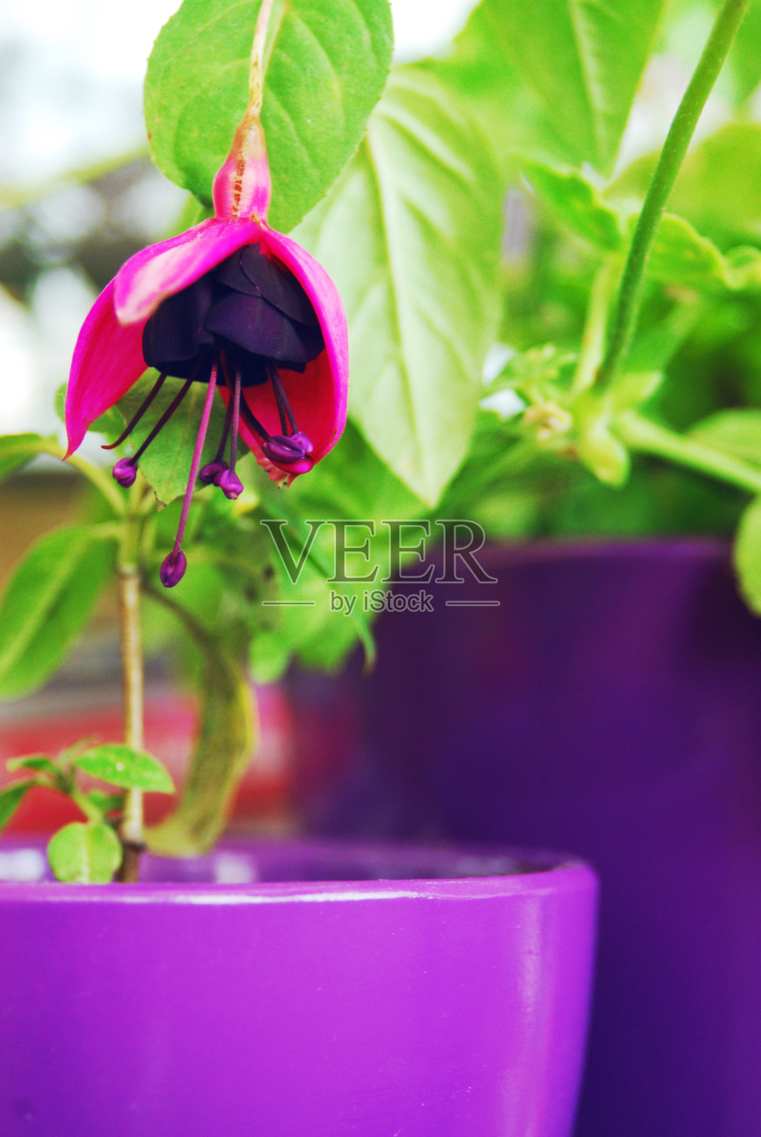 花盆里的花照片摄影图片