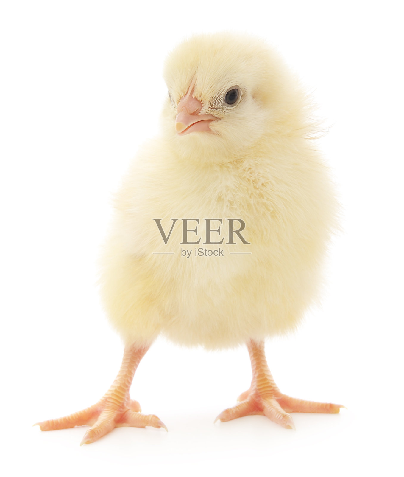 小的鸡照片摄影图片