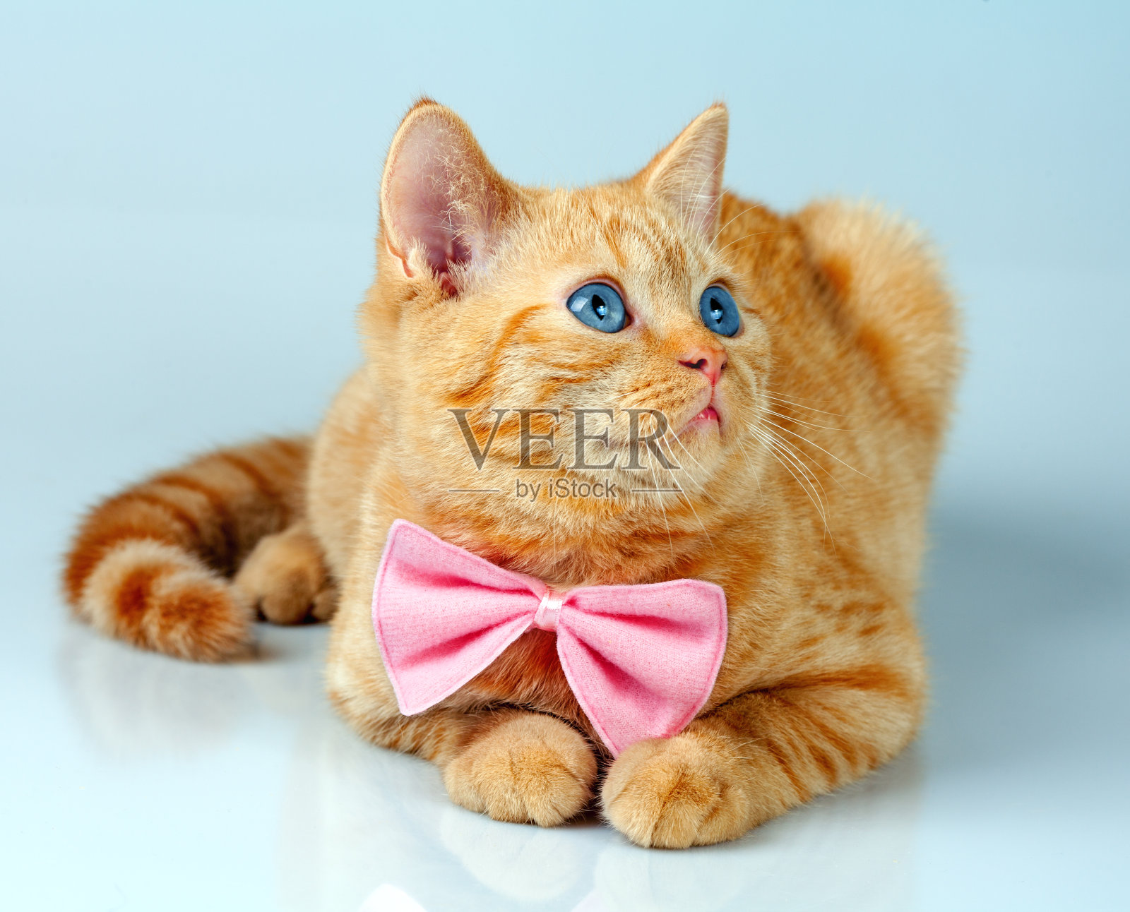 红小猫戴领结照片摄影图片