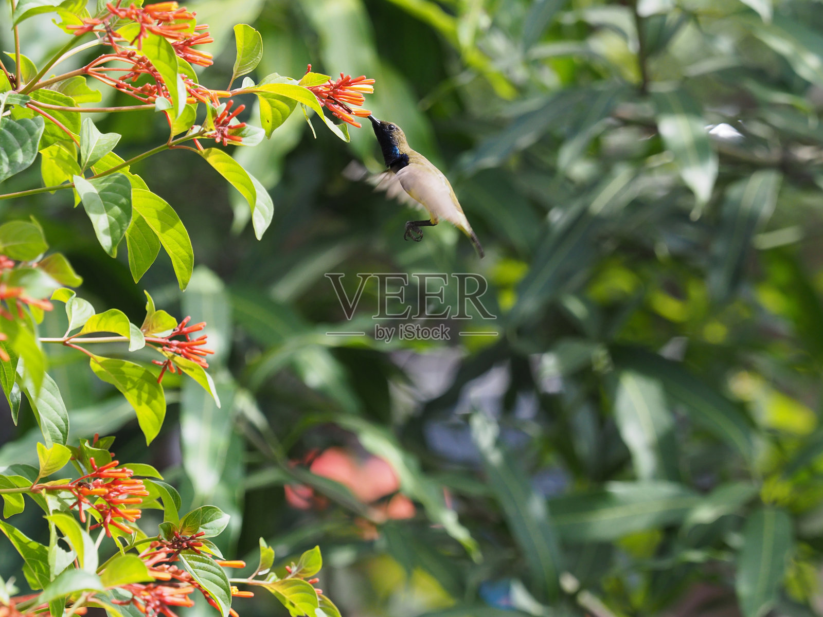 从花粉中吸食花蜜的飞鸟照片摄影图片