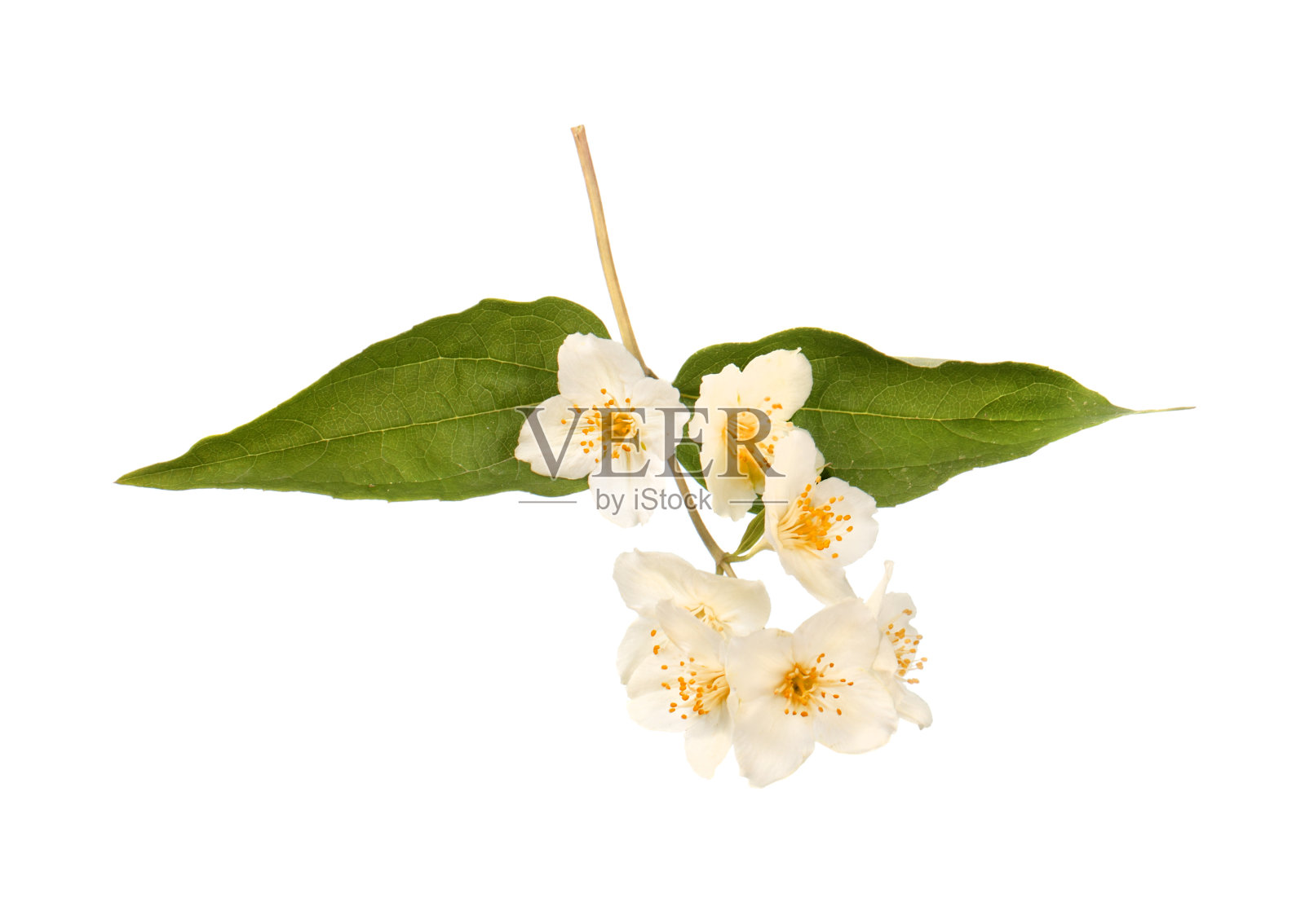 茉莉花照片摄影图片