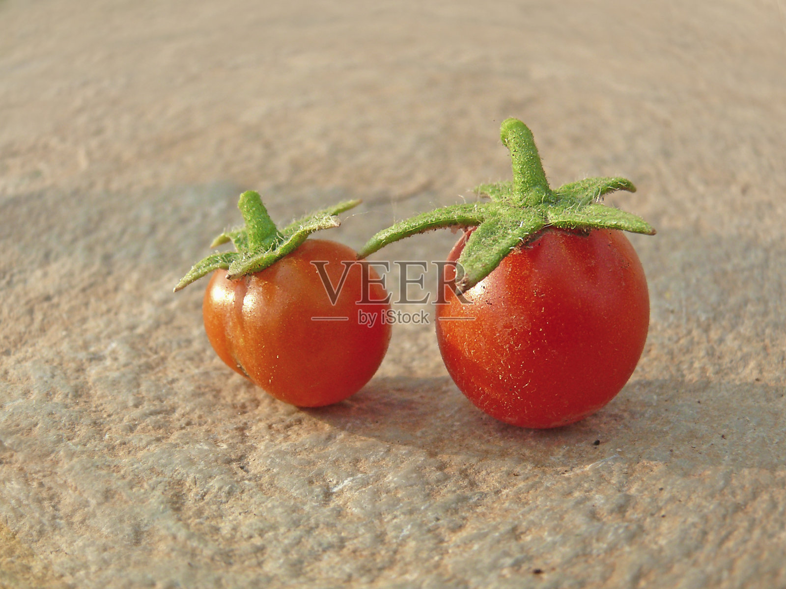 西红柿,Lycopersicon esculentum照片摄影图片