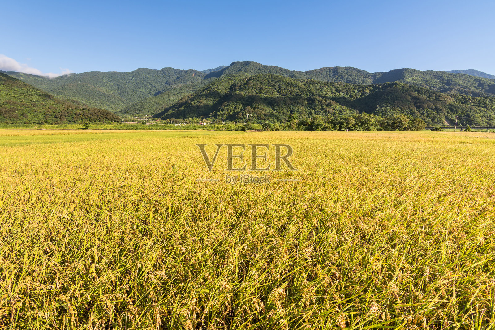 稻田景观照片摄影图片