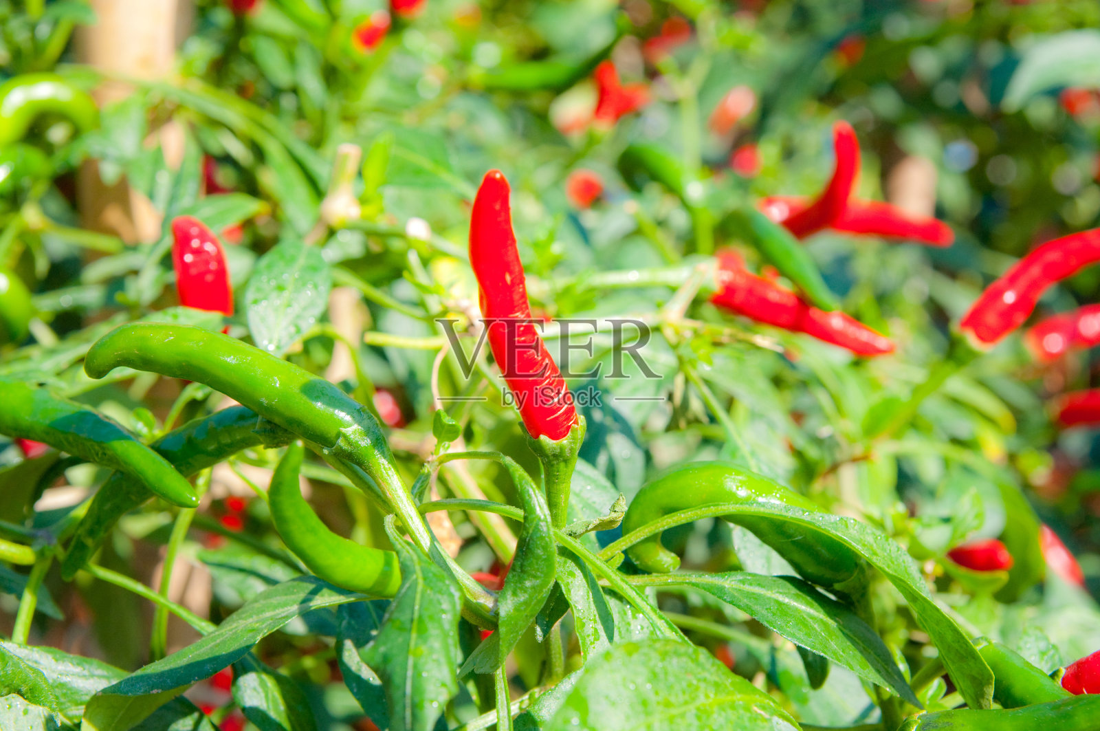 红辣椒。照片摄影图片