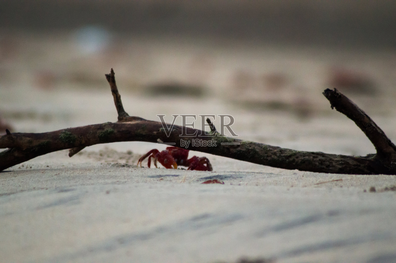 红蟹照片摄影图片