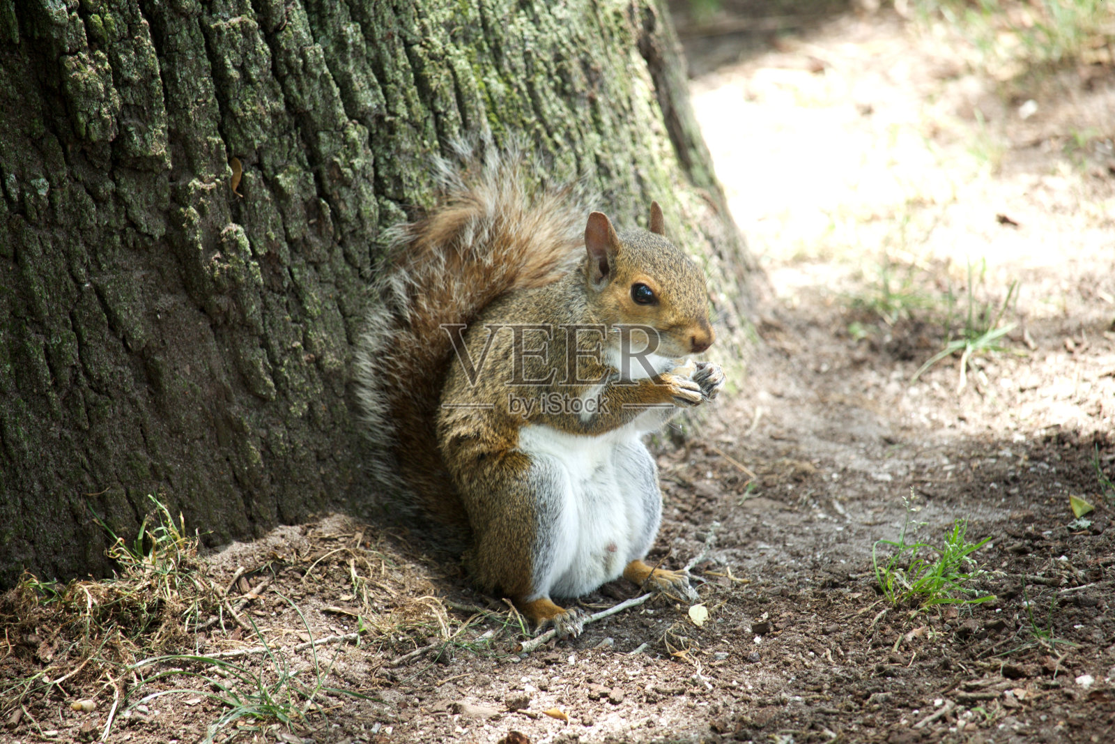 坐在松鼠照片摄影图片