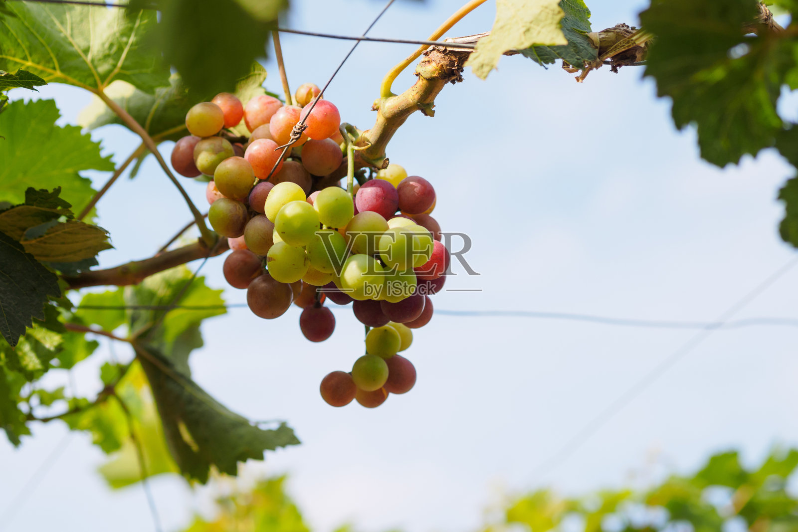 葡萄藤上的葡萄枝照片摄影图片