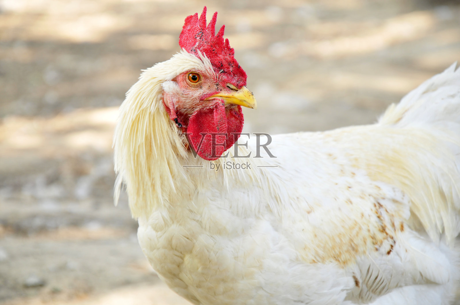 漂亮的公鸡照片摄影图片
