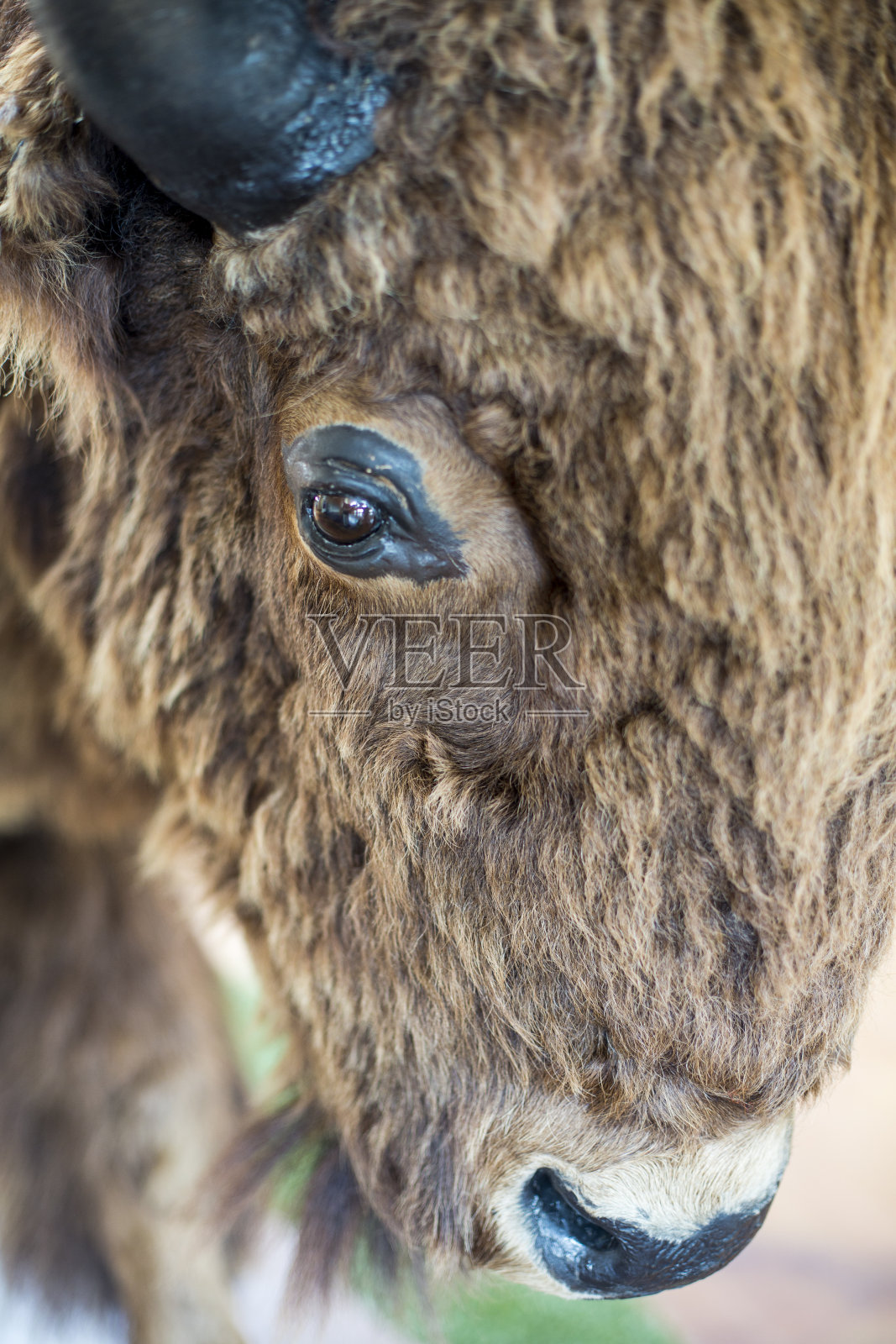 水牛展出照片摄影图片