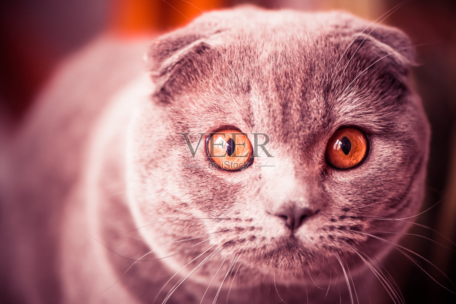 猫的肖像照片摄影图片