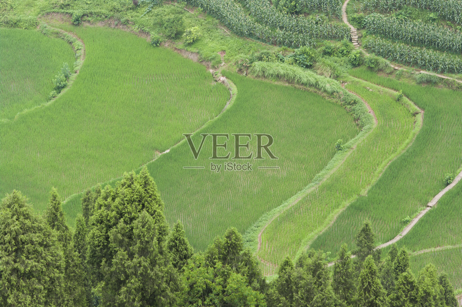 梯田照片摄影图片