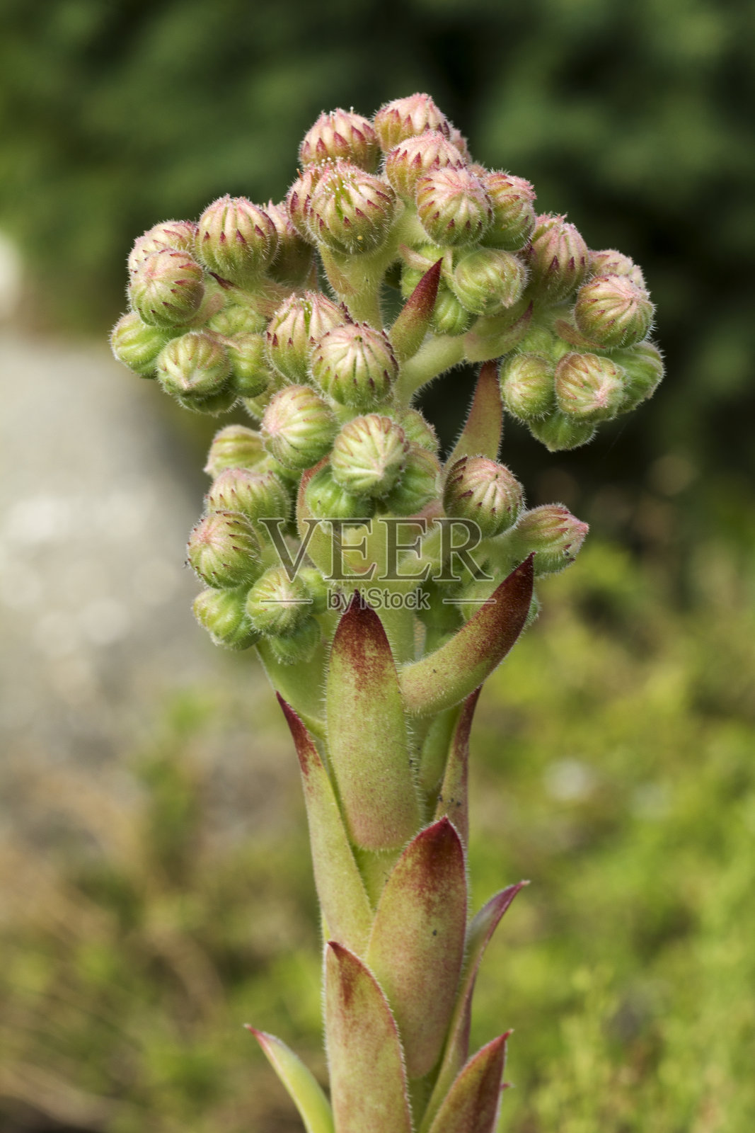 石莲花照片摄影图片