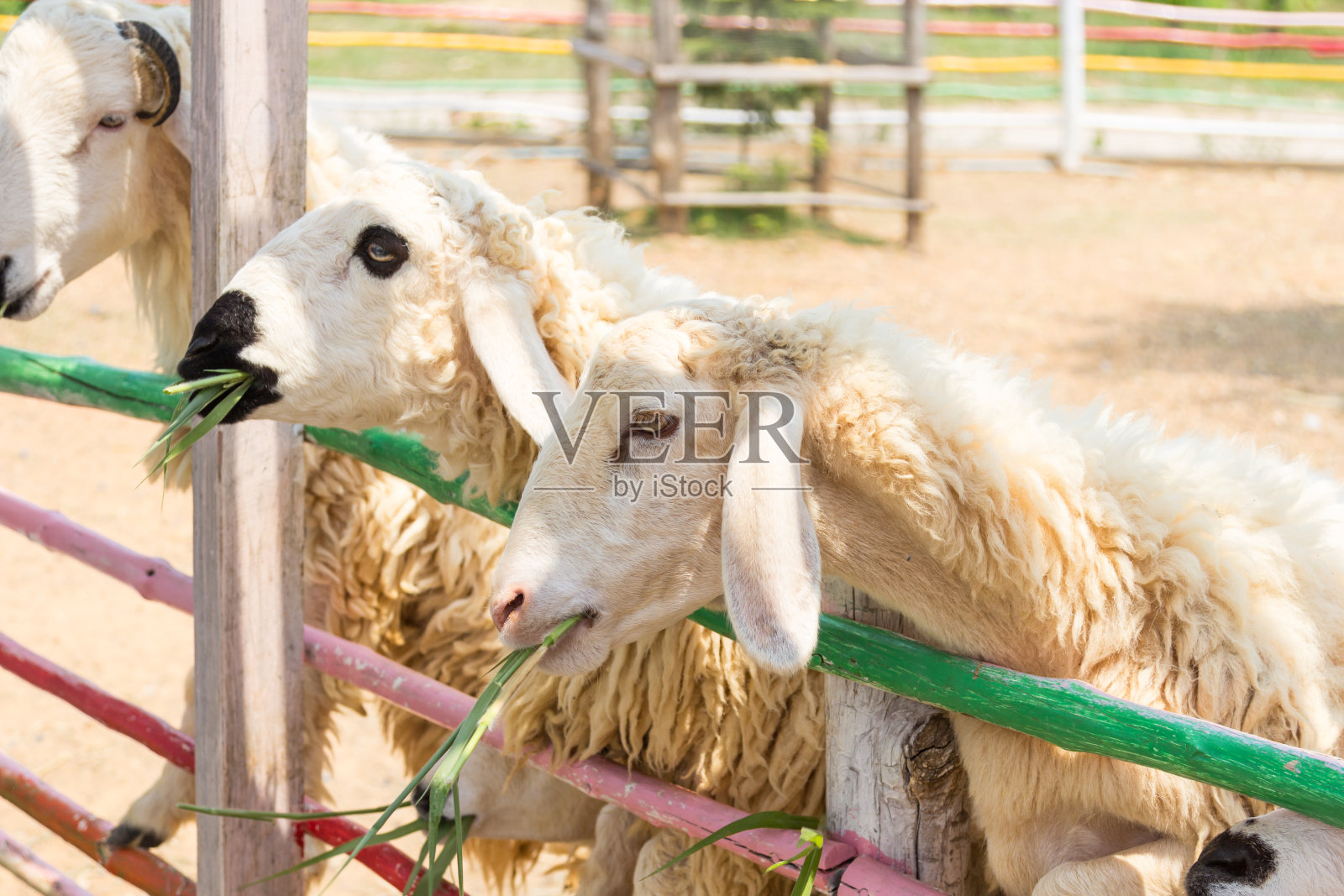 农场绵羊的特写照片摄影图片