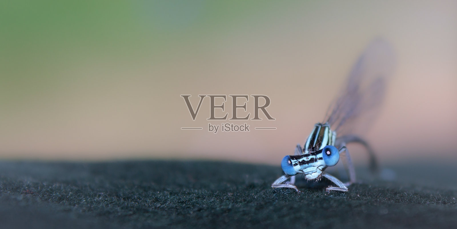 宏观特写的蜻蜓-股票的形象照片摄影图片