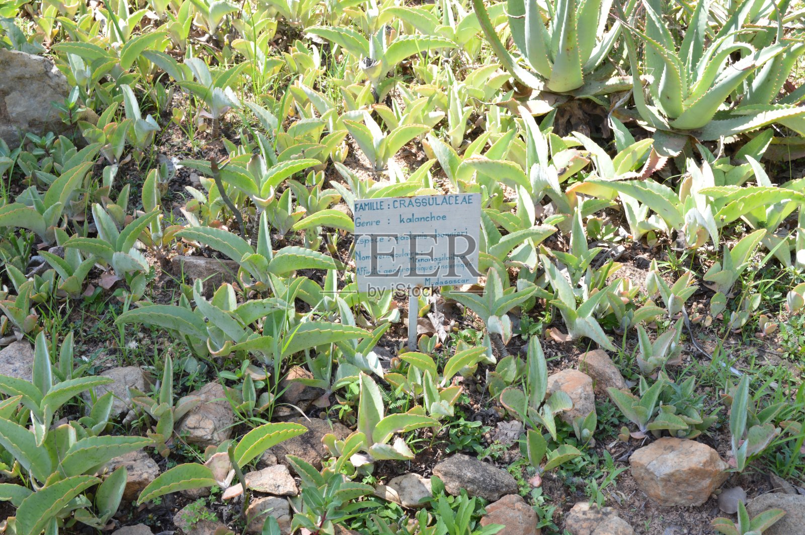 卡兰乔·德加斯顿·邦尼尔照片摄影图片