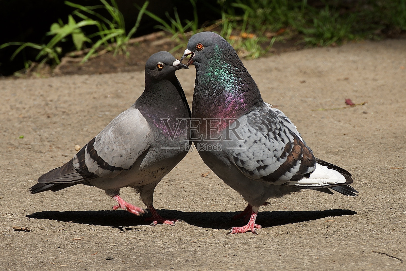 接吻的鸟类照片摄影图片