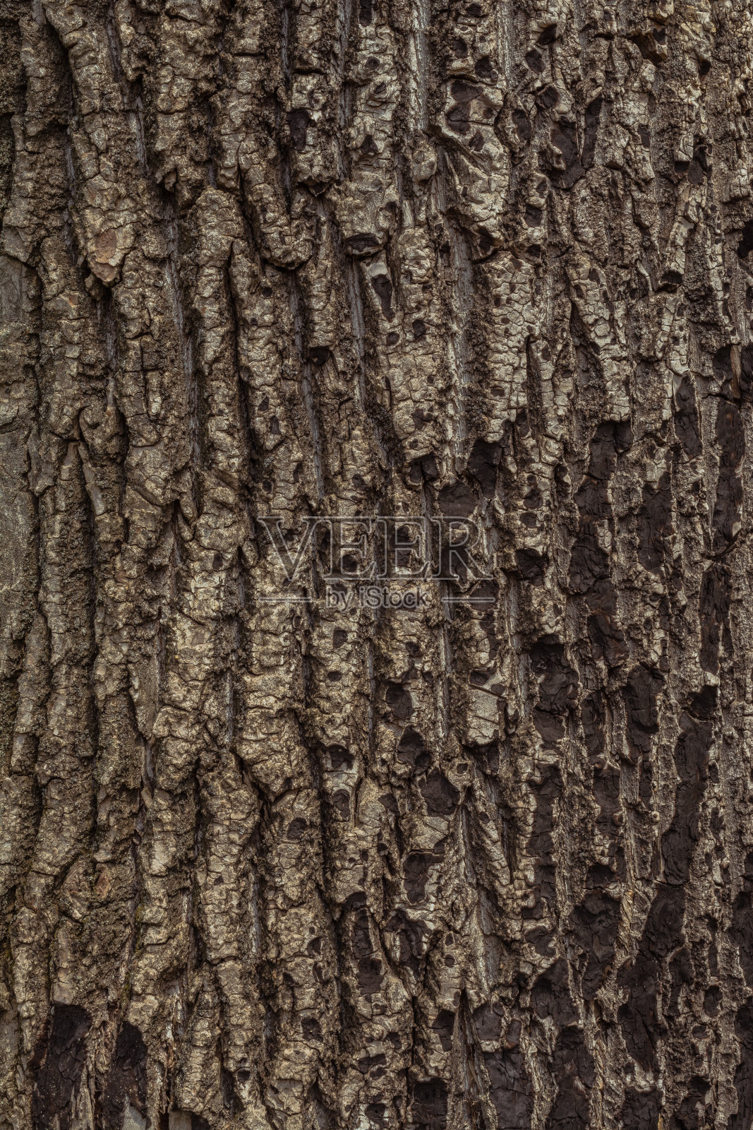 柳树树皮照片摄影图片