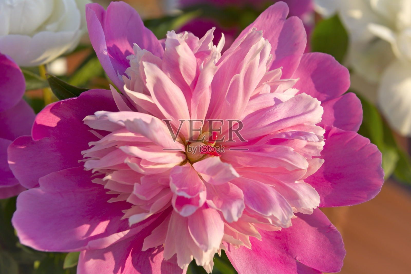 盛开的粉红牡丹照片摄影图片