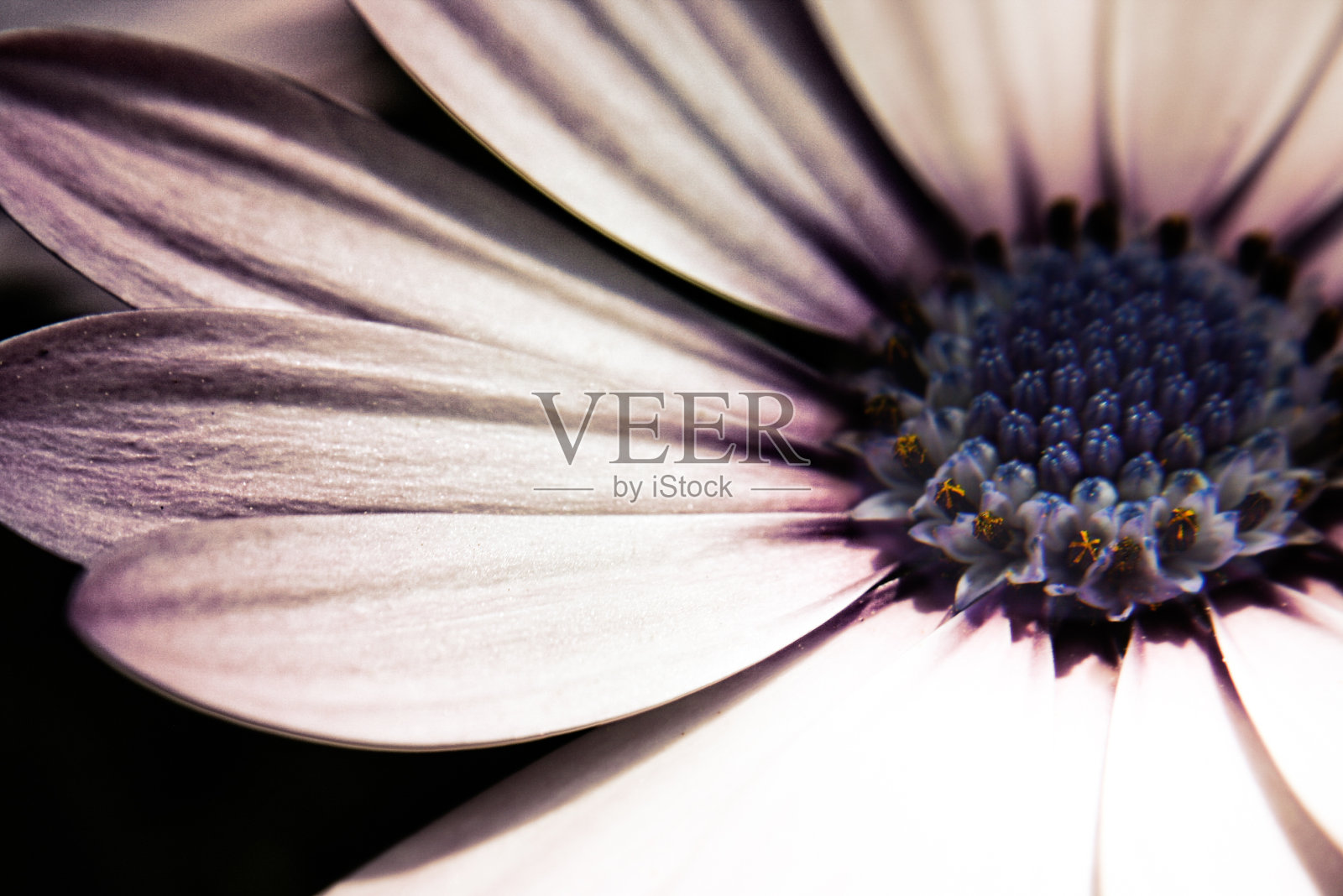 osteospermum宏照片摄影图片