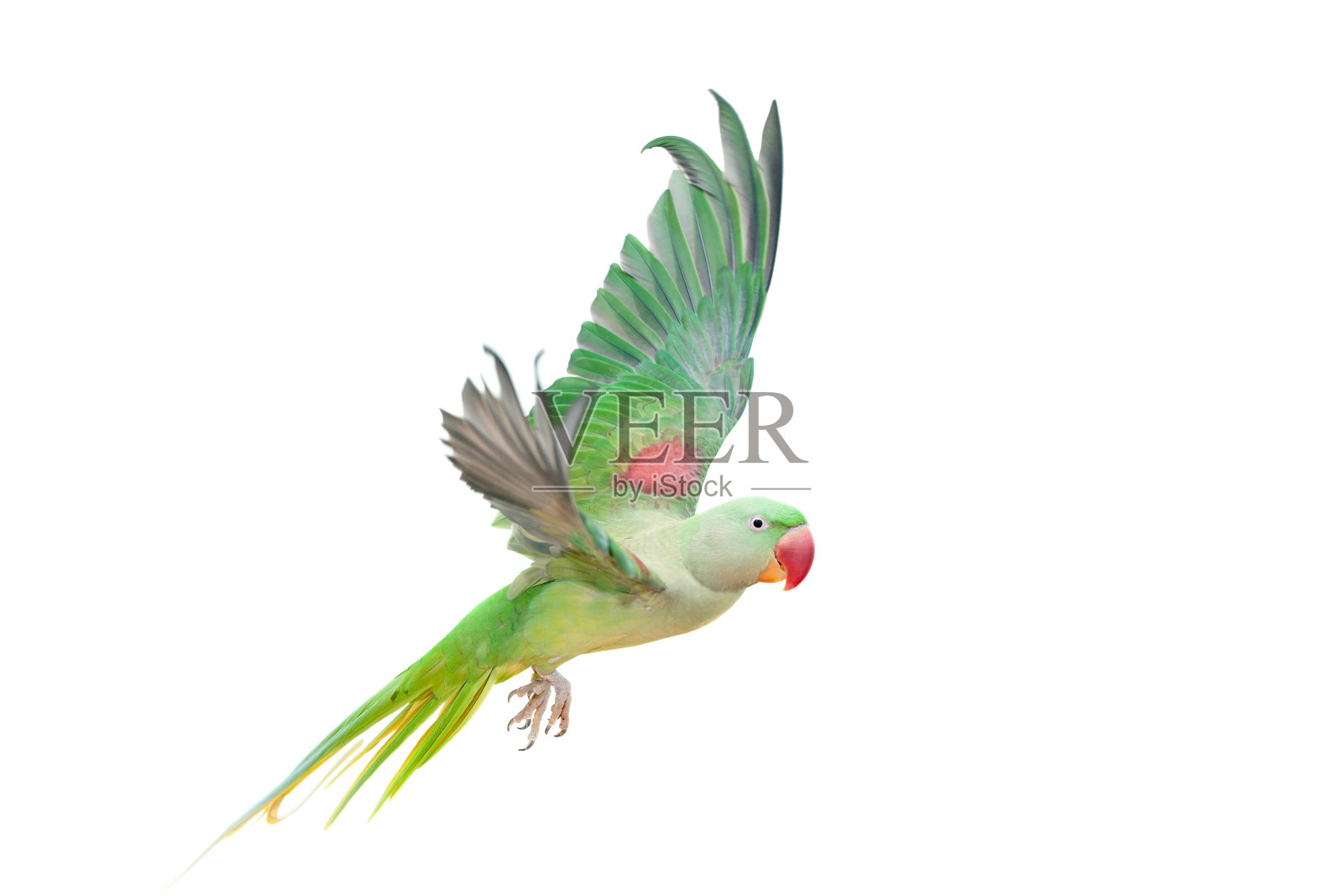 白色的大绿环或亚历山大长尾小鹦鹉照片摄影图片
