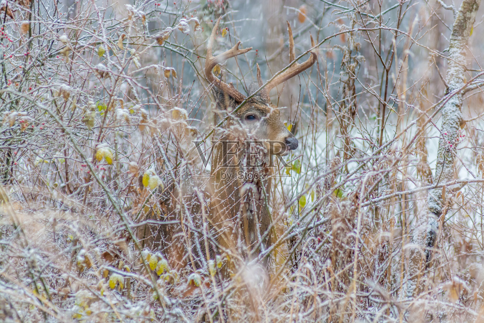 白尾鹿鹿巴克照片摄影图片