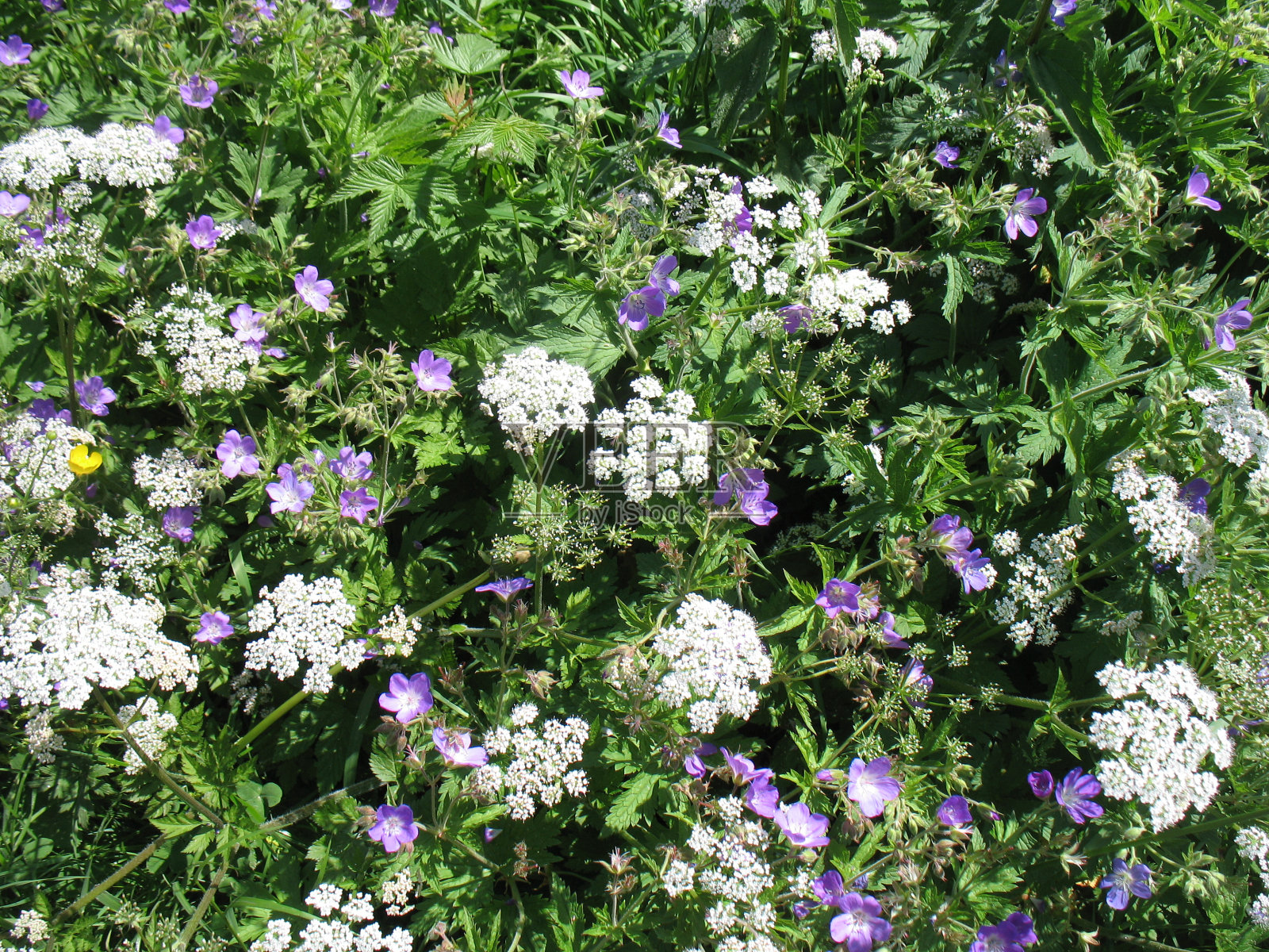 野花瑞士2照片摄影图片