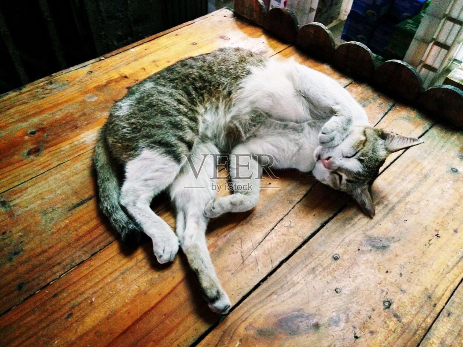 黑白相间的猫正在梳理自己照片摄影图片