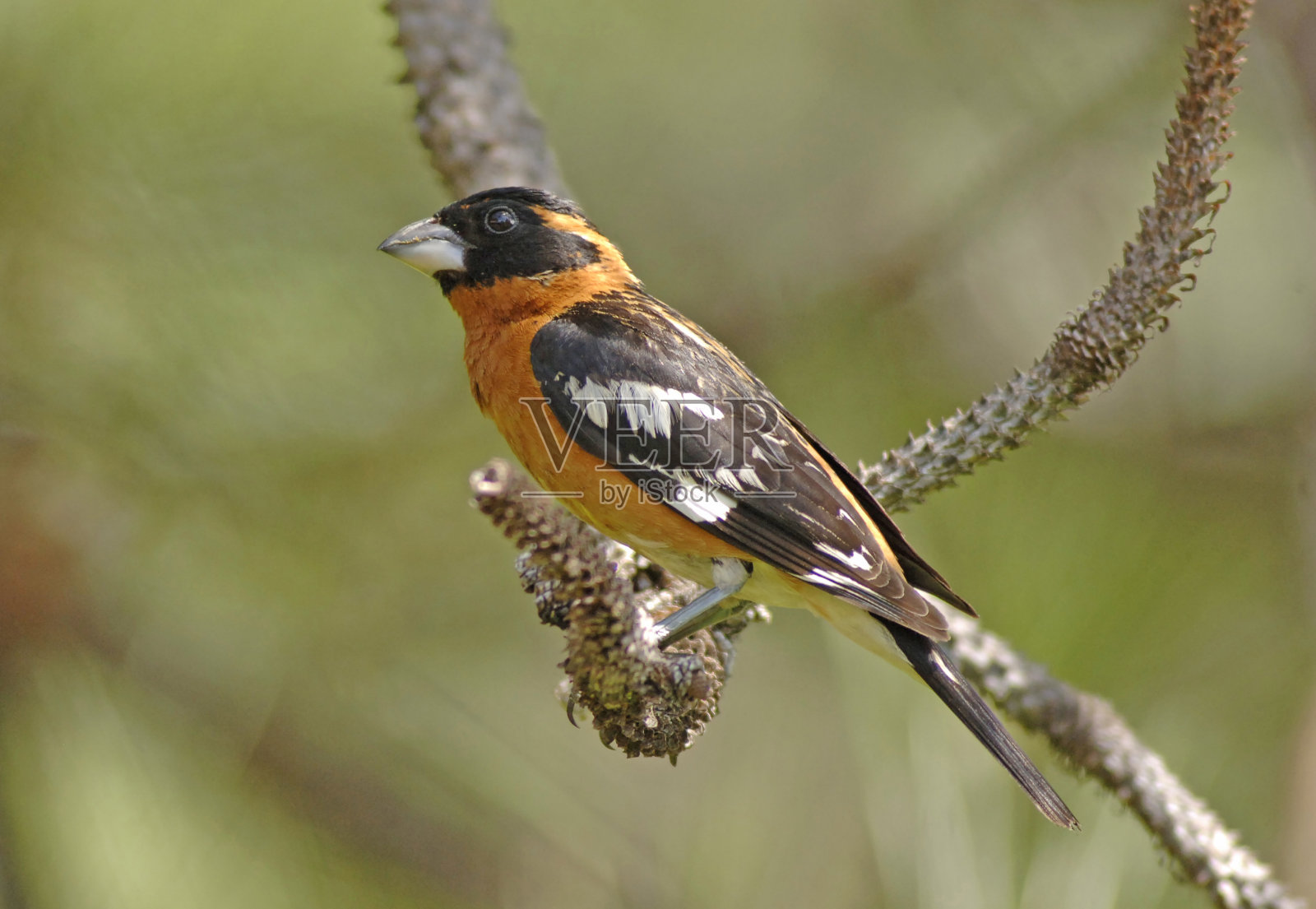 雄性黑头鹎(Pheucticus melanocephalus)照片摄影图片