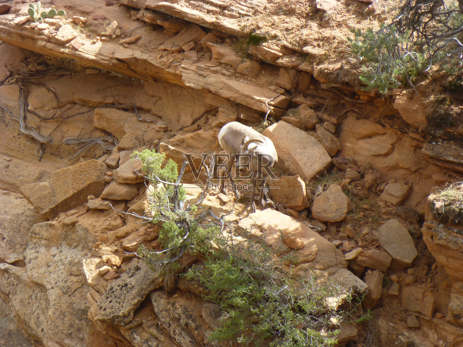 赤壁上的野山羊照片摄影图片