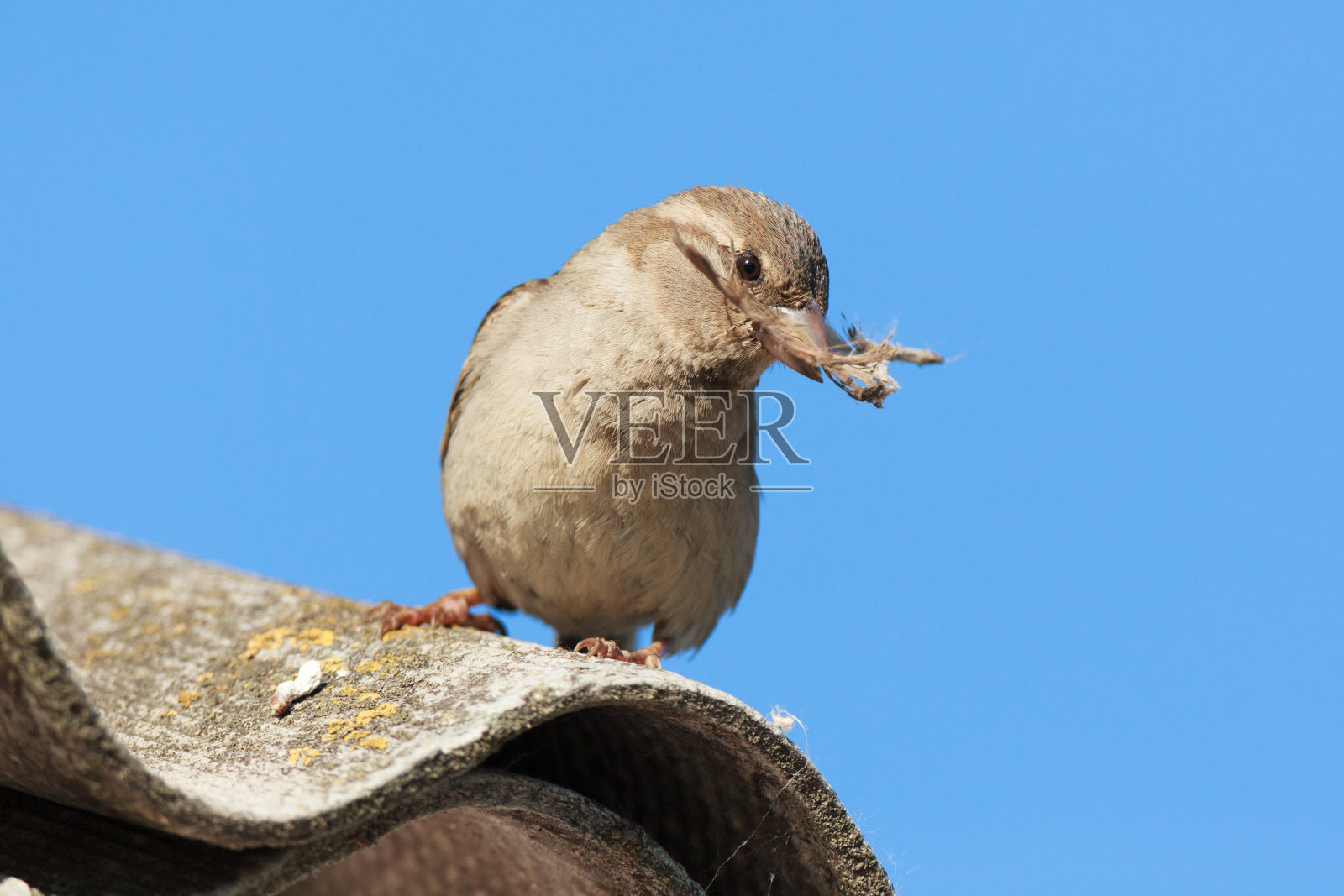 过路家雀，家麻雀。照片摄影图片