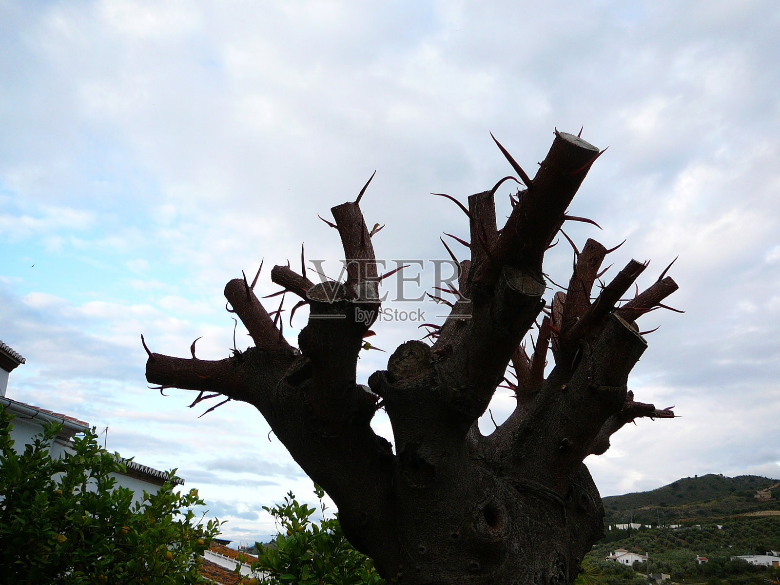 修剪橡胶树照片摄影图片