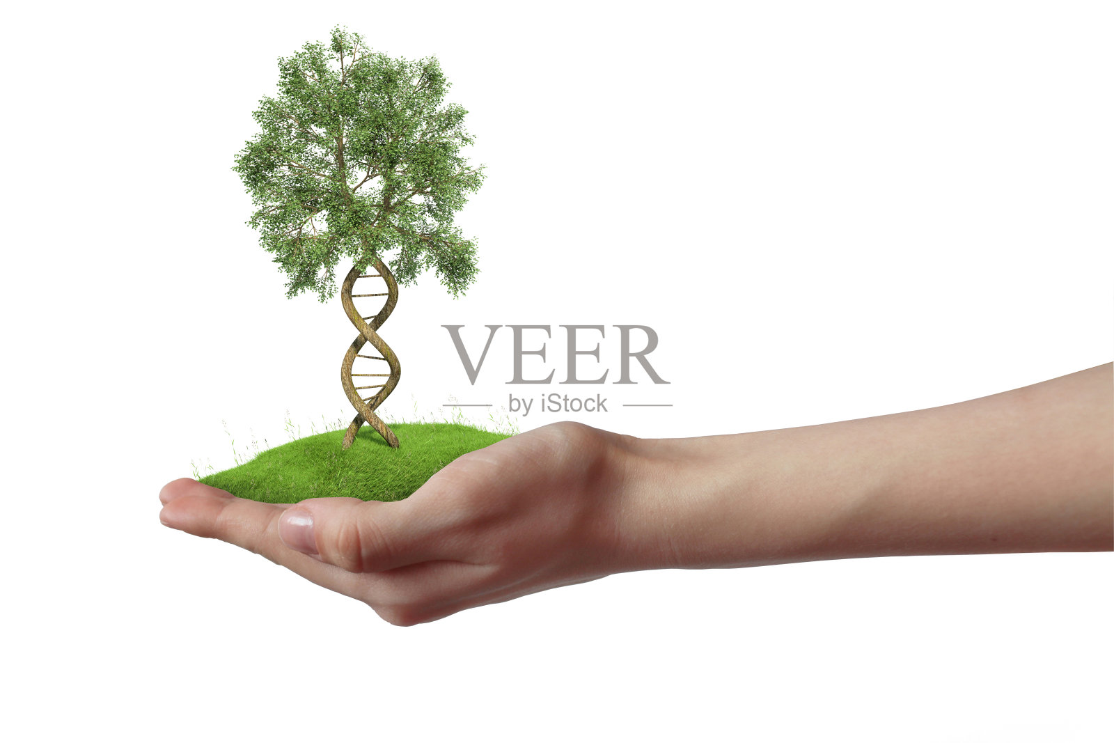 DNA形成了树木，树干形成了双螺旋结构照片摄影图片