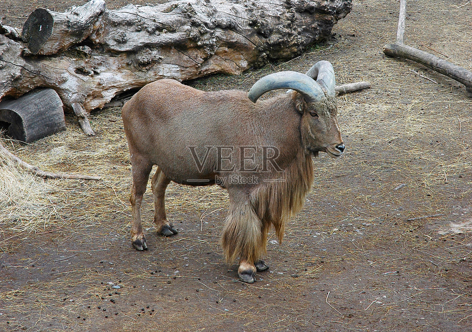 巴巴里羊照片摄影图片