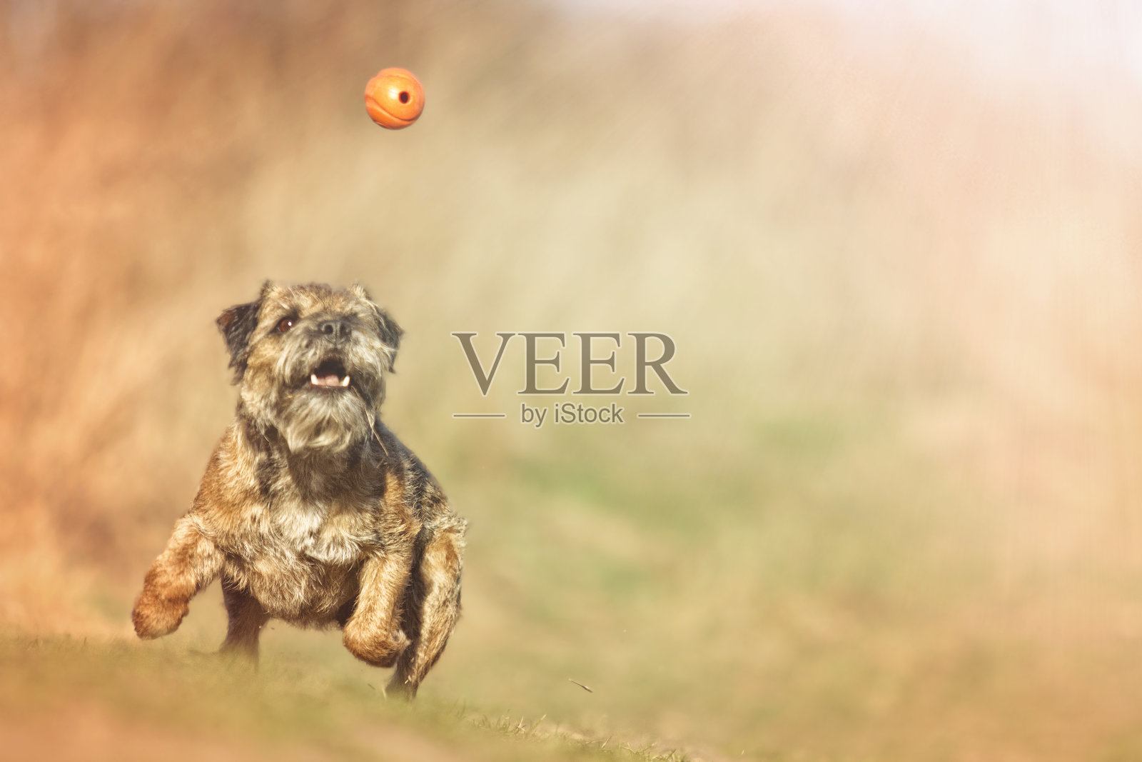 有趣疯狂的边境小猎犬小狗跳跃飞跑照片摄影图片