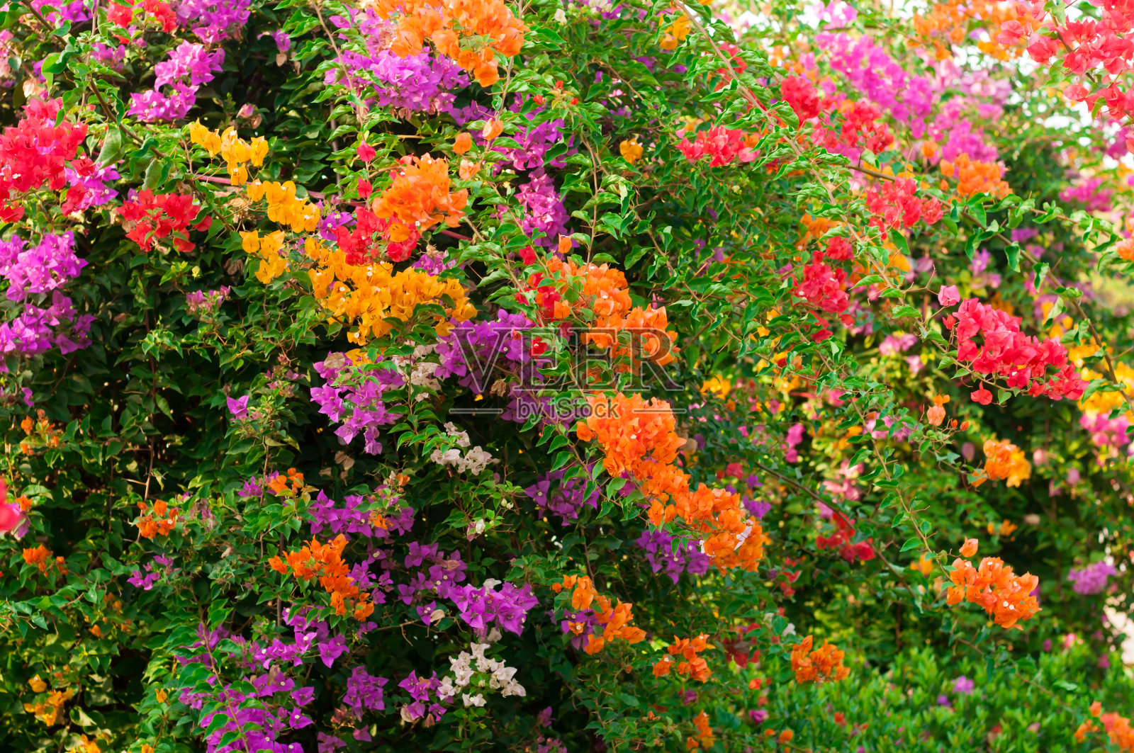 彩色的叶子花属照片摄影图片