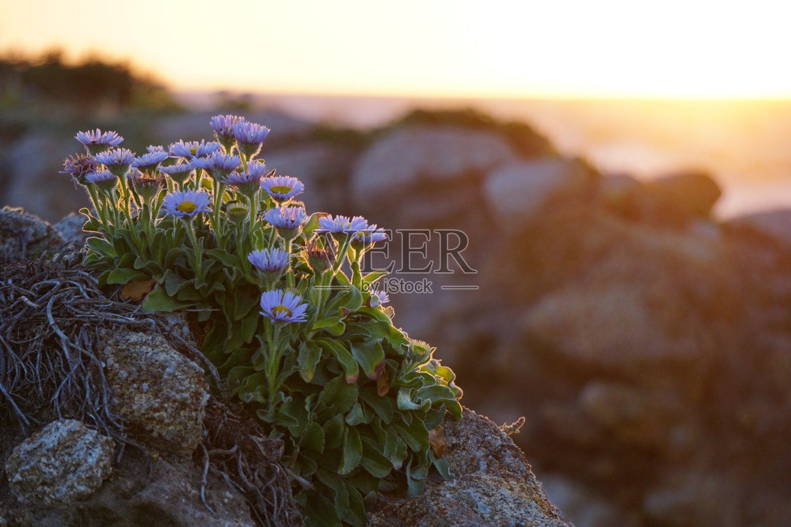 沙滩上的花在岩石上照片摄影图片