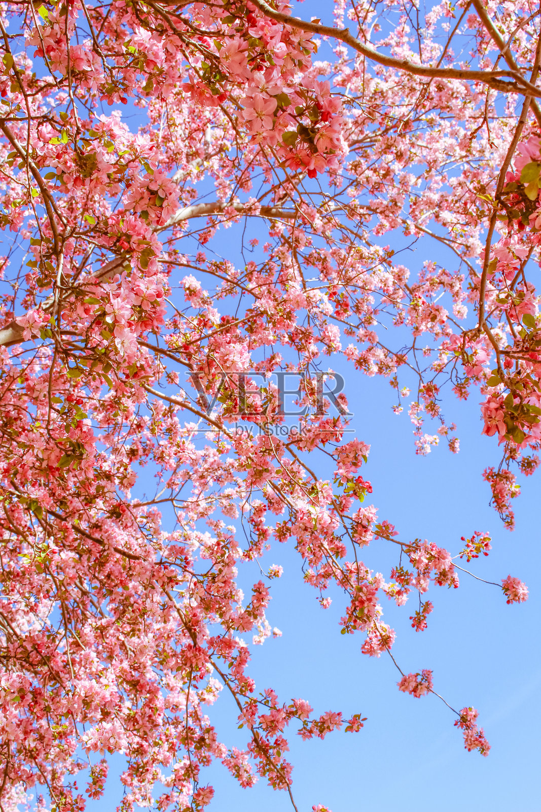 樱花照片摄影图片