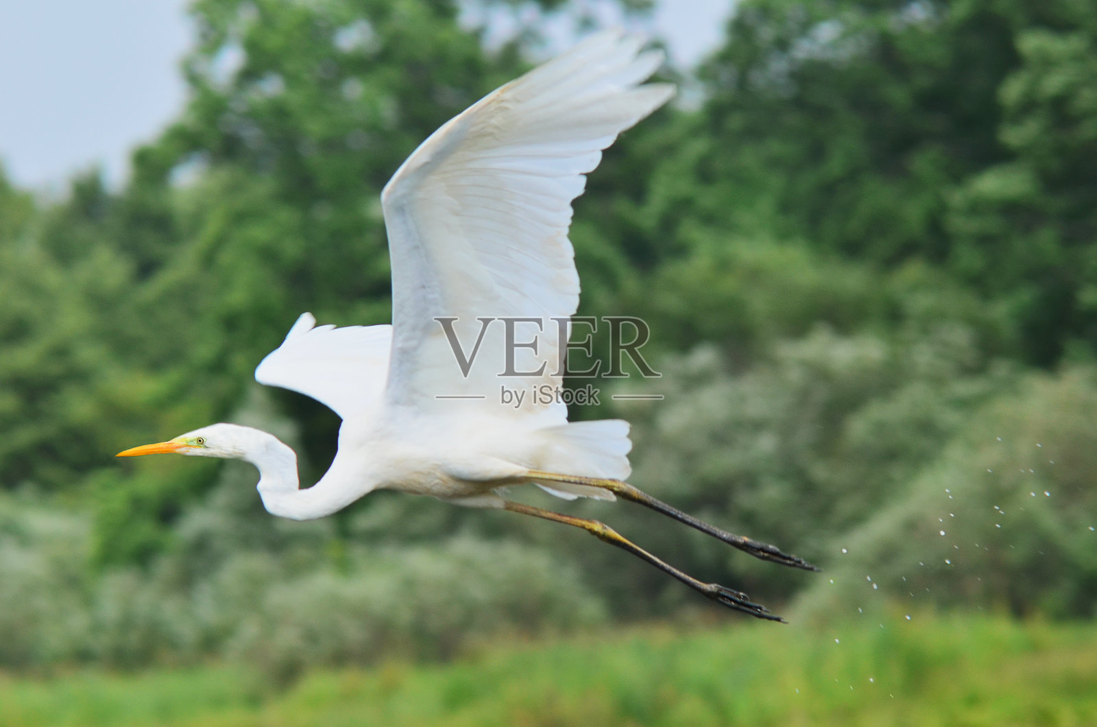 白鹭照片摄影图片