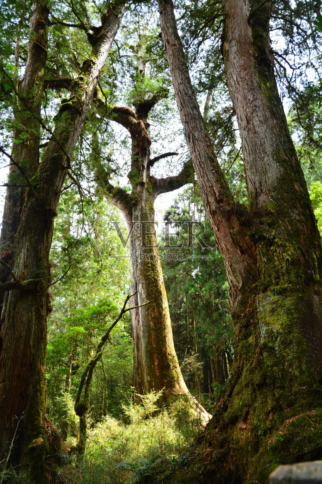 树林里长着又大又老的树照片摄影图片