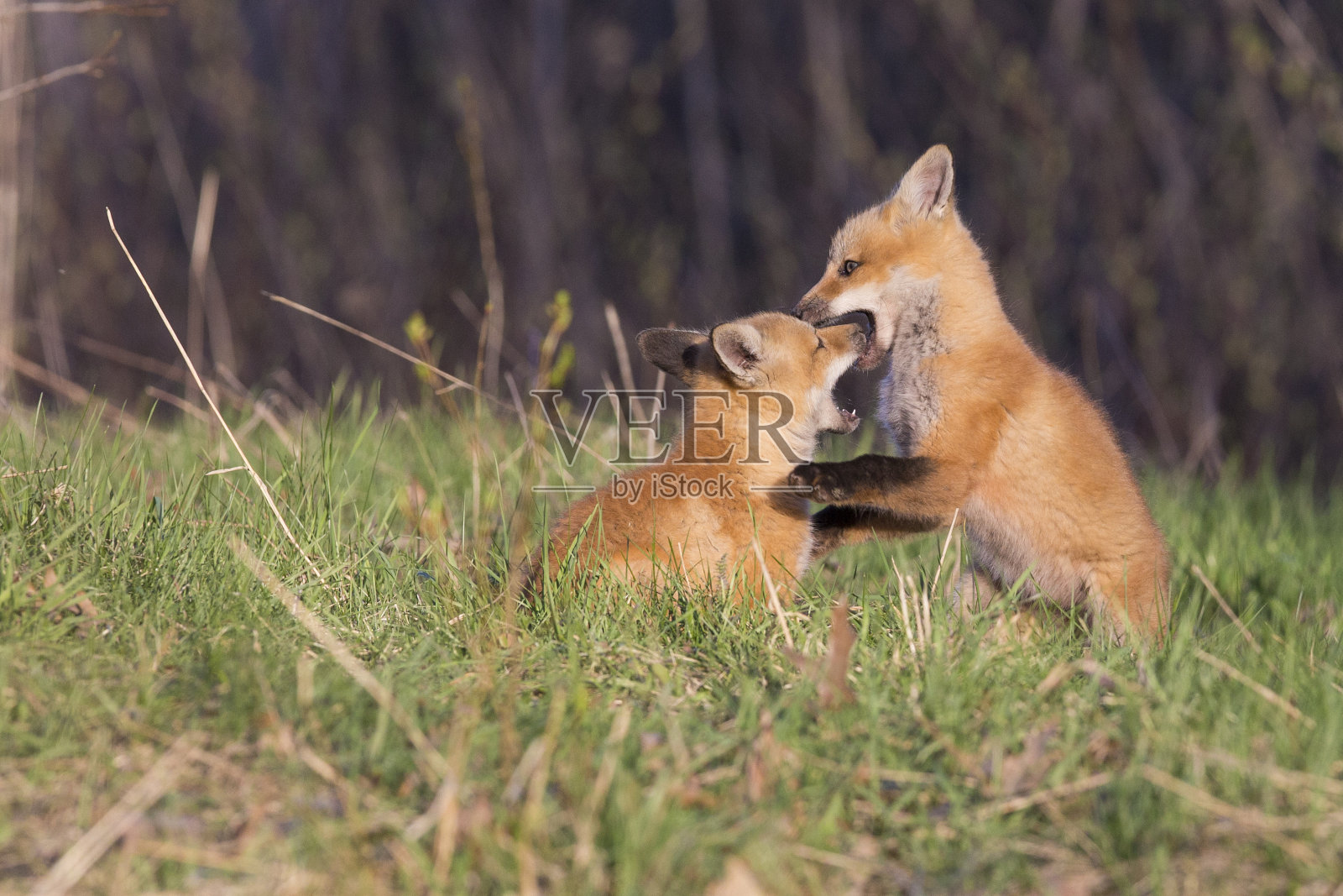 红狐狸幼崽照片摄影图片