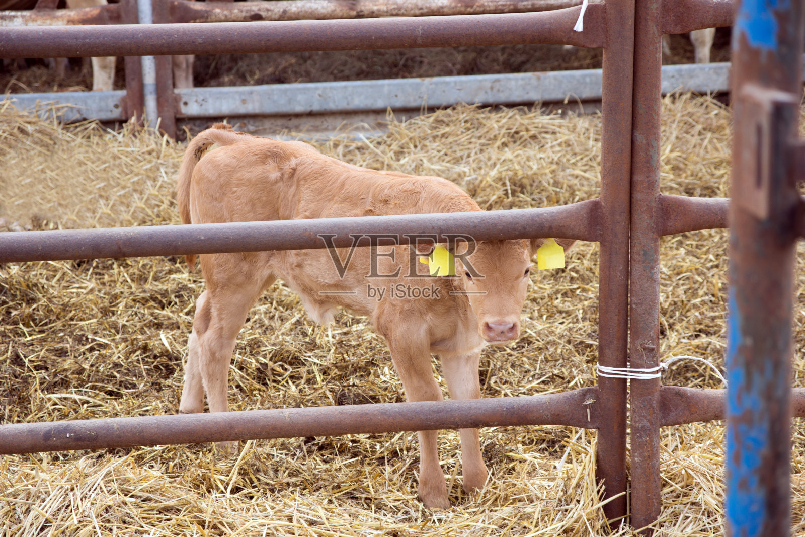 婴儿牛照片摄影图片