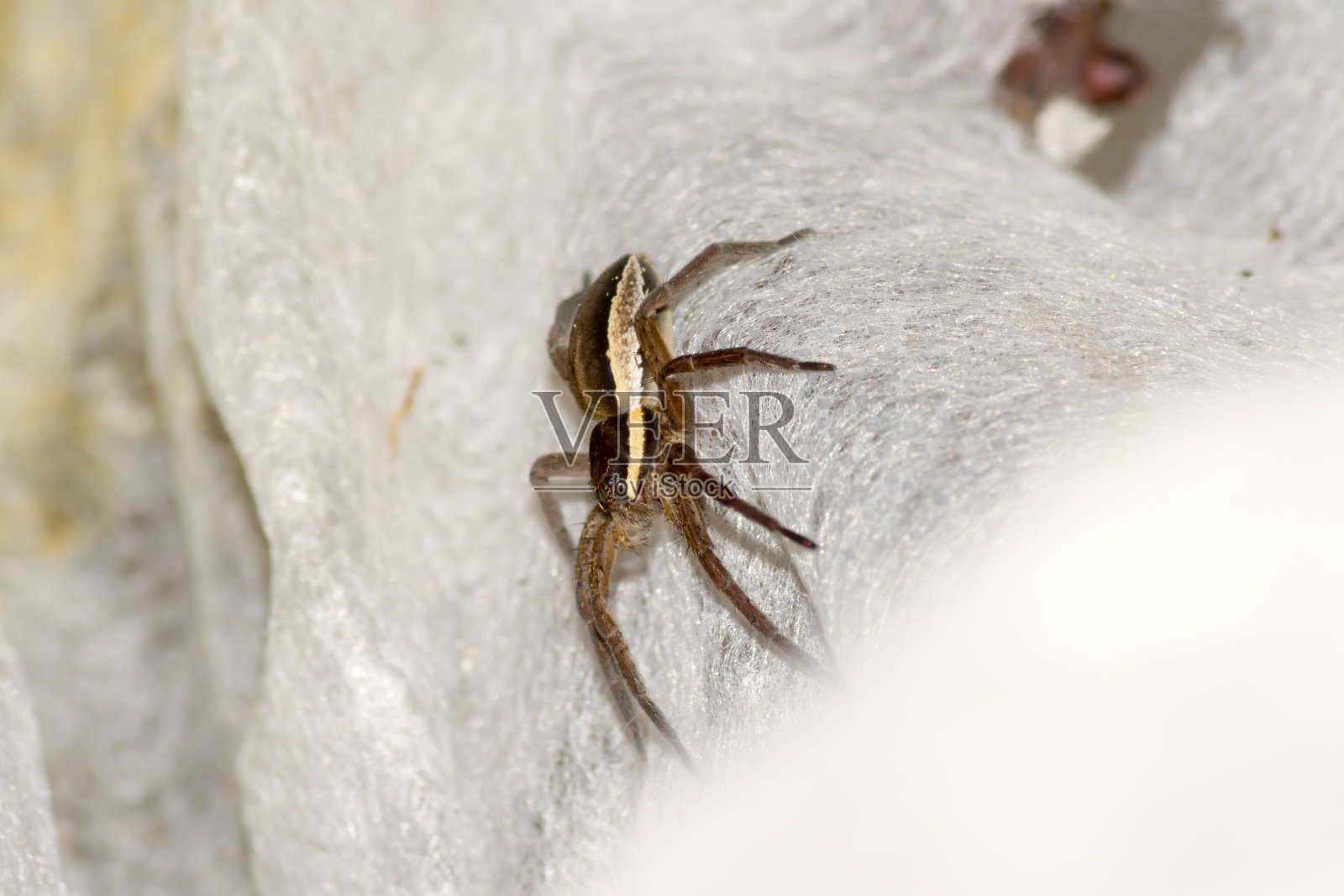 蜘蛛照片摄影图片