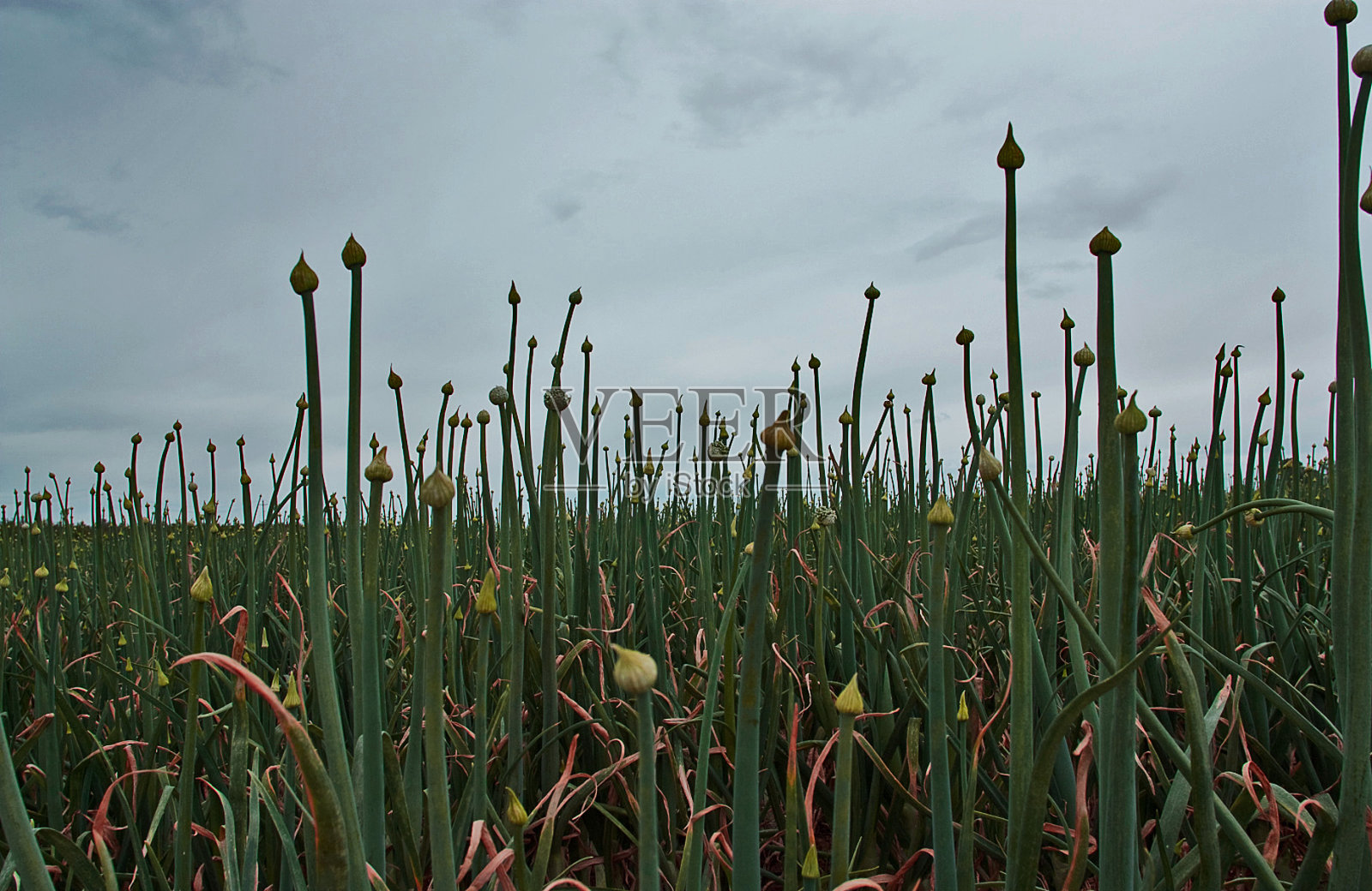 洋葱字段照片摄影图片