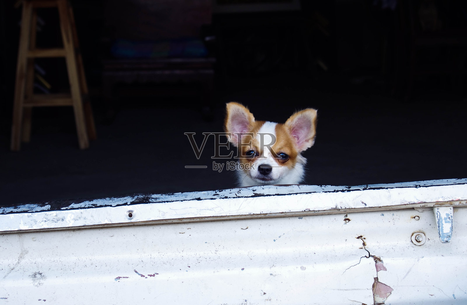 狗等照片摄影图片