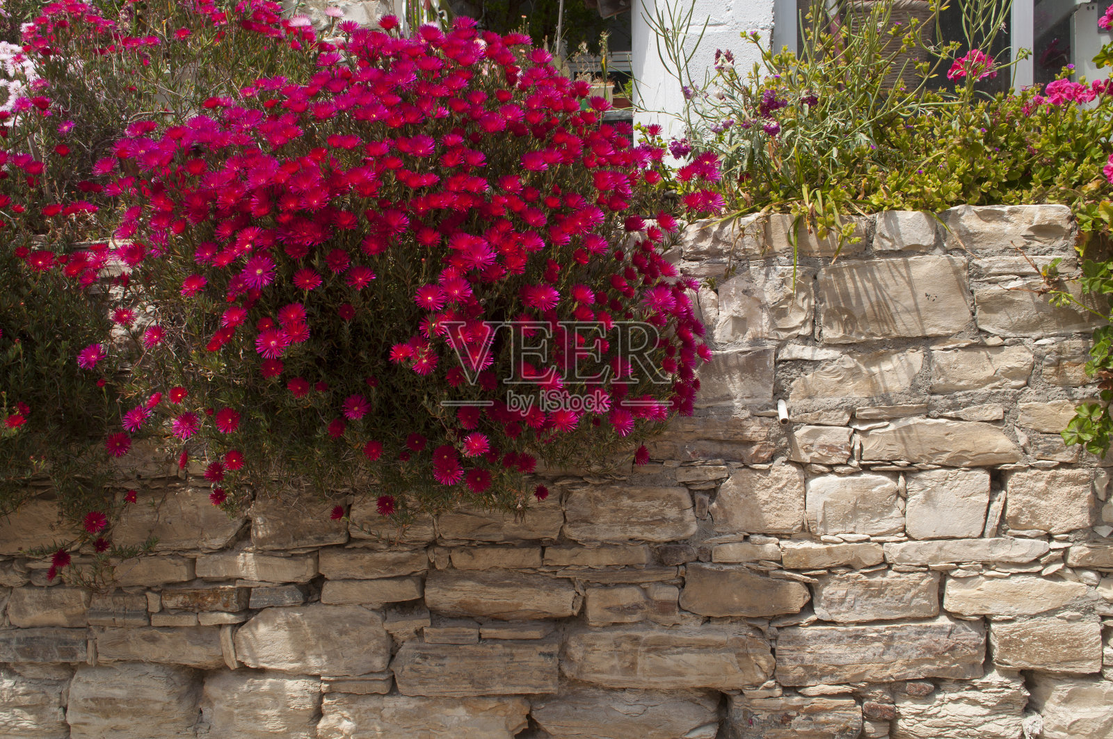 地中海村的墙，上面长满了花照片摄影图片