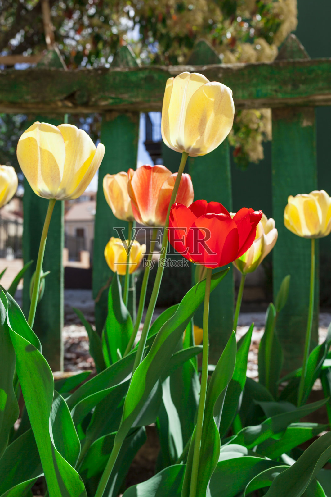太阳上的郁金香照片摄影图片